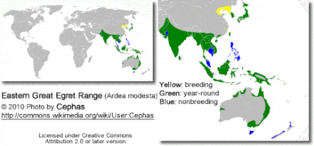 Distribution map of Eastern Great Egret (Ardea modesta). Yellow: breeding, green: year-round, blue: nonbreeding