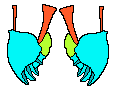 mandibles diagram