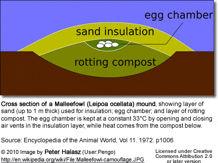 Cross section of a Malleefowl (Leipoa ocellata) mound