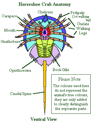 horseshoe crab anatomy diagram