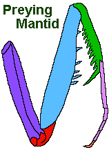 mantid leg