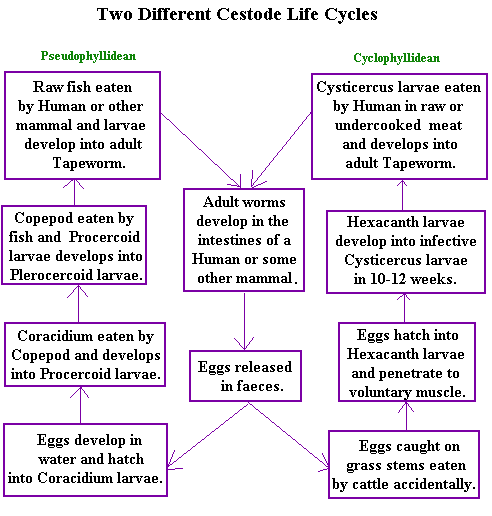 tapeworm lifecycle diagram