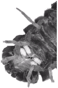 woodlouse lungs