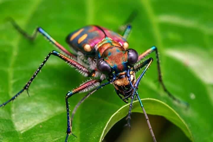 Insects As Food