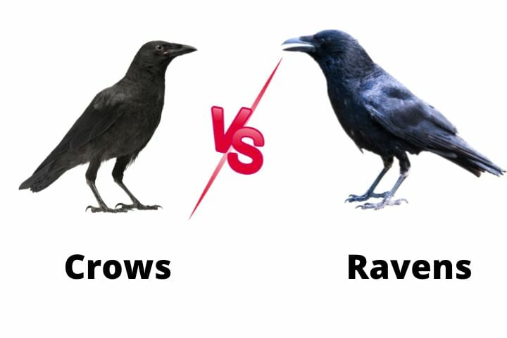 Can Crows And Ravens Mate