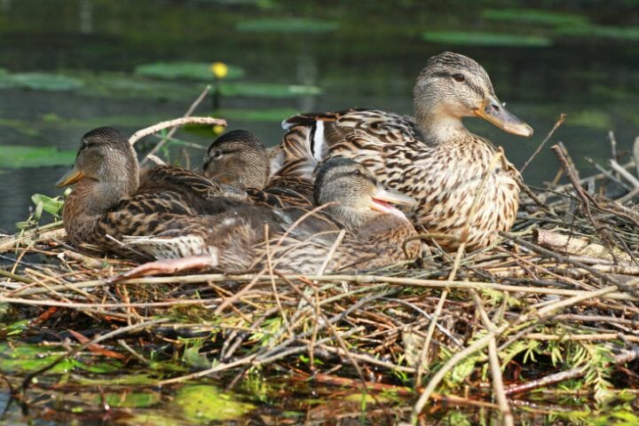 How Do Birds Choose Where to Nest