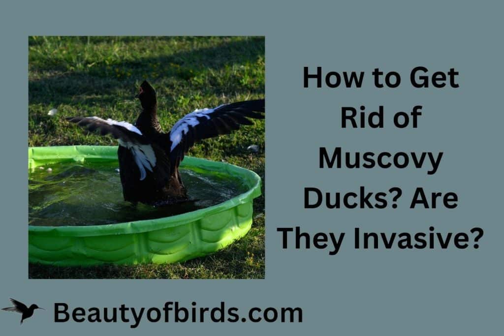 How to Get Rid of Muscovy Ducks