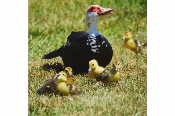 Muscovy Duck Male Vs Female