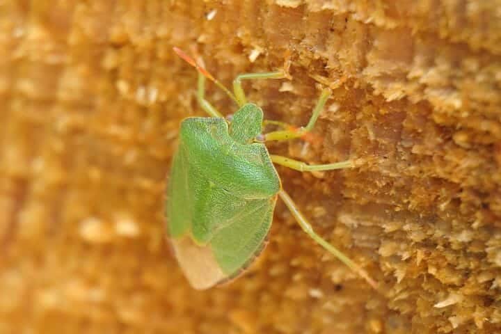 Best Insect Books