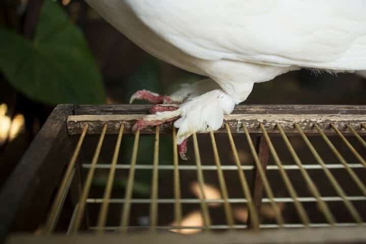 Why Do Some Pigeons Have Feathered Feet