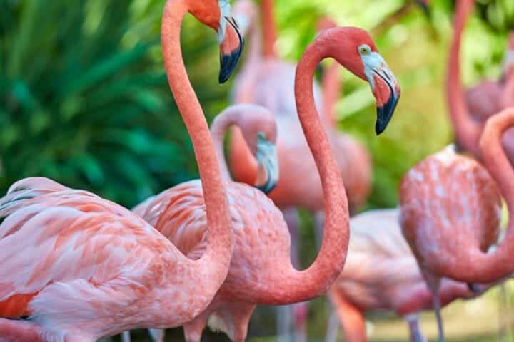 Where Do Flamingos Live