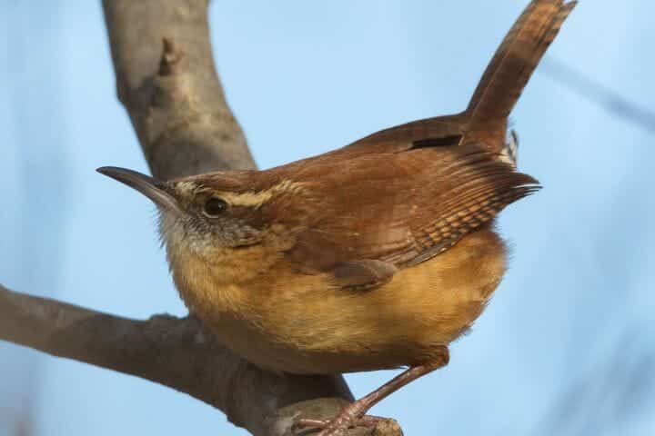 House Wren Vs Carolina Wren