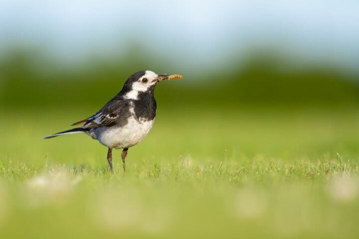 What Are Birds Eating In My Grass