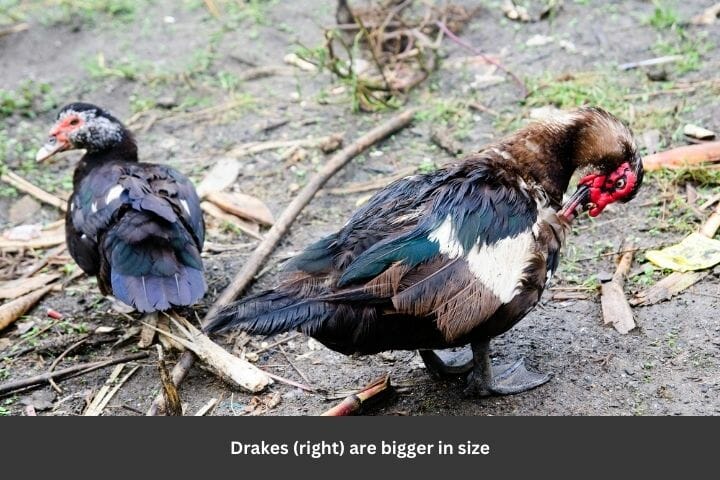 Muscovy Duck Male Vs Female