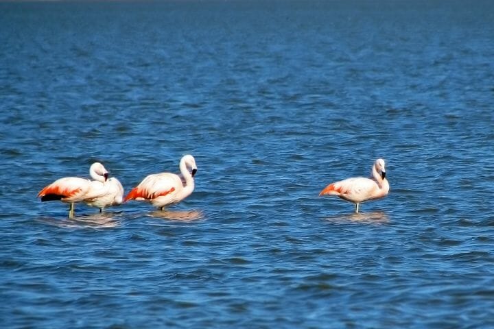 Can Flamingos Swim