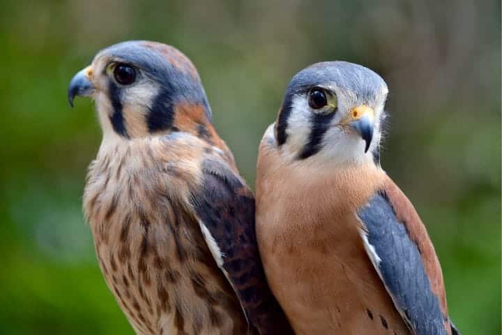 Is A Kestrel A Hawk Or A Falcon