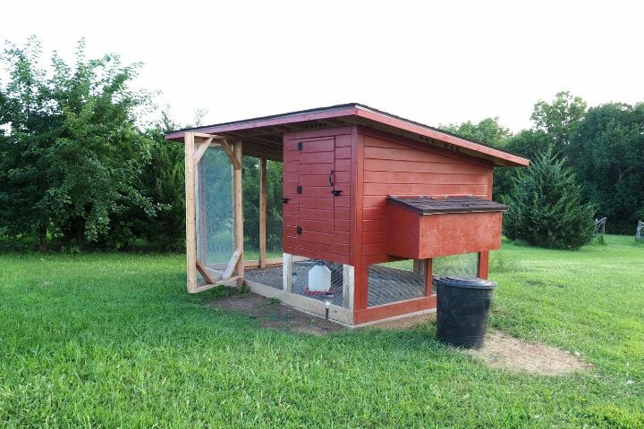 Raising Muscovy Ducks