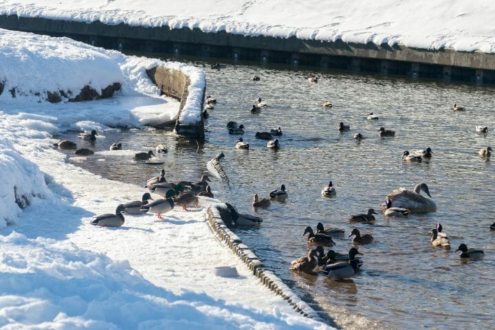 How many birds are there in the world?