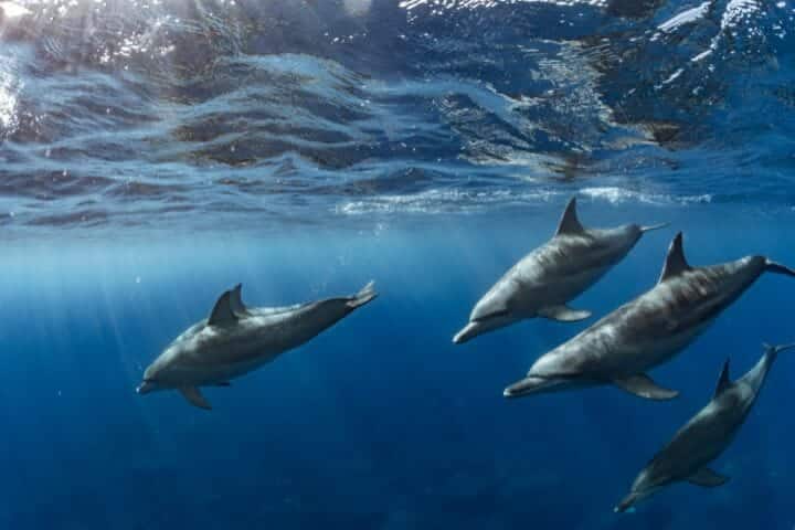 Dolphin Mythology and Whaling History