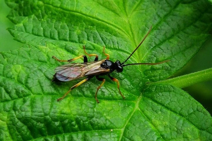 Best Insect Books