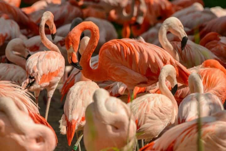 Where Do Flamingos Live