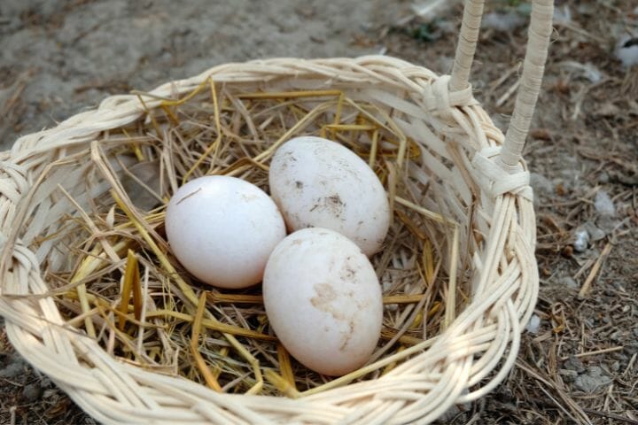 Raising Muscovy Ducks