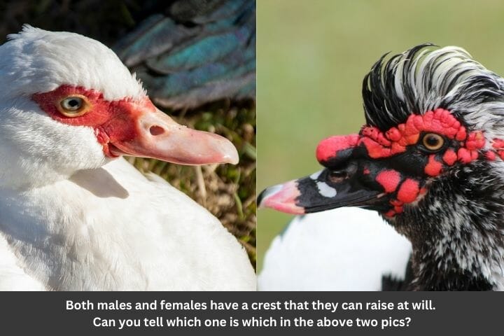 Muscovy Duck Male Vs Female