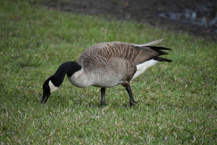 What Are Birds Eating In My Grass