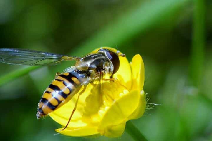 Best Insect Books