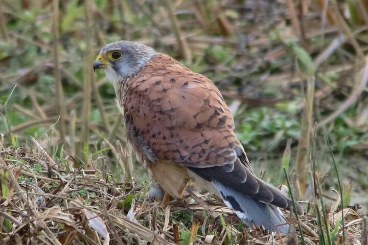 Is A Kestrel A Hawk Or A Falcon