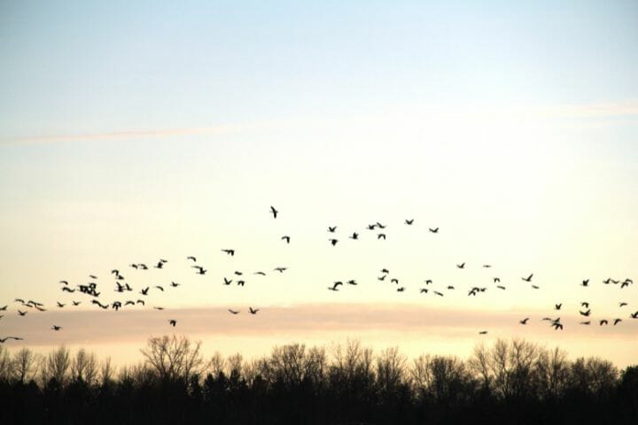 Do Birds Get Tired Of Flying