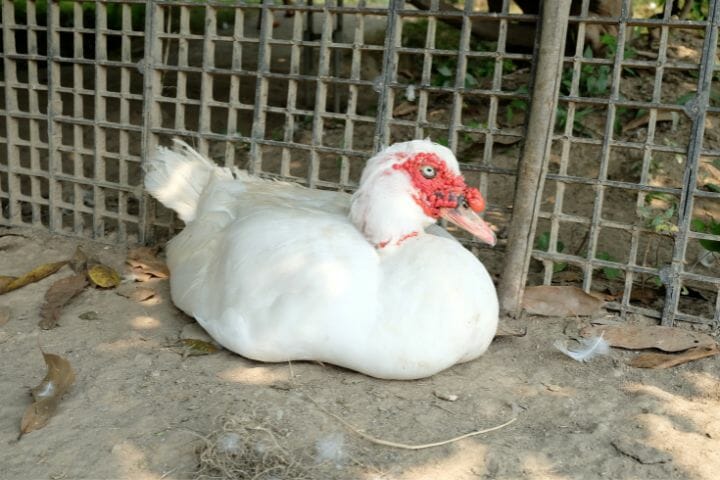 Raising Muscovy Ducks