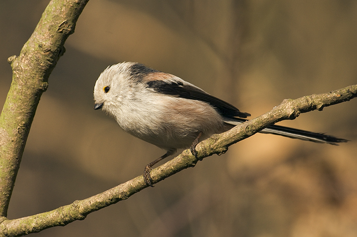 Japanese Long Tailed Tit