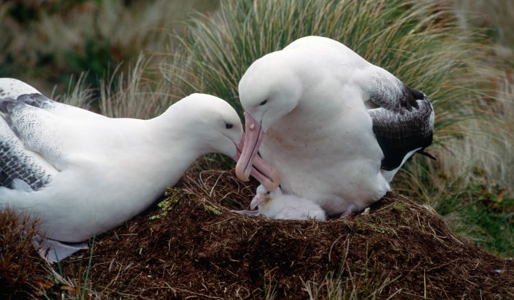 Southern Royal Albatross