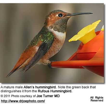 Allens Hummingbird