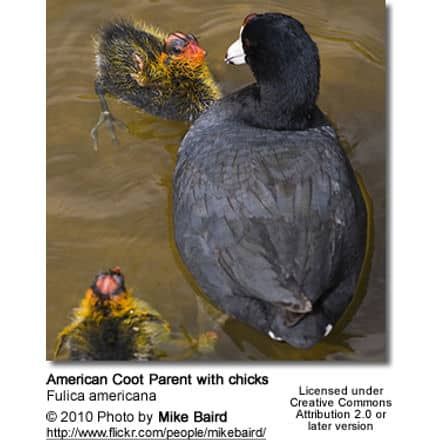 American Coots