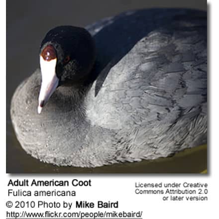 American Coot (Fulica americana)