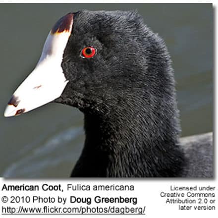 American Coot, Fulica americana