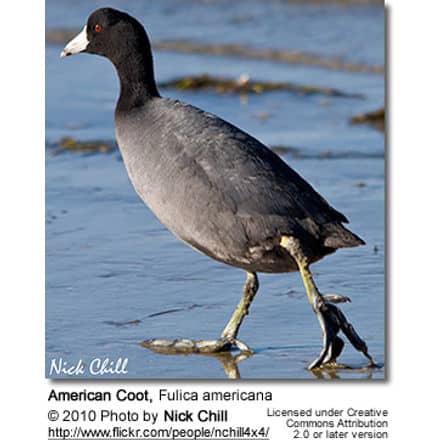 American Coot (Fulica americana)