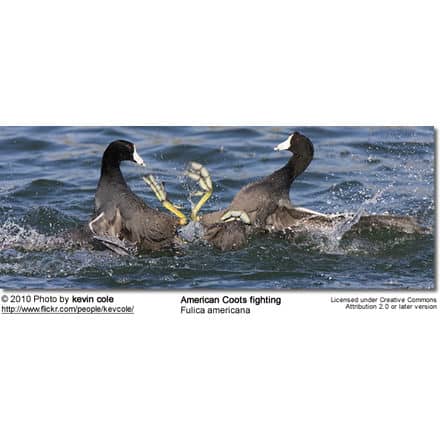 American Coot (Fulica americana) - fighting