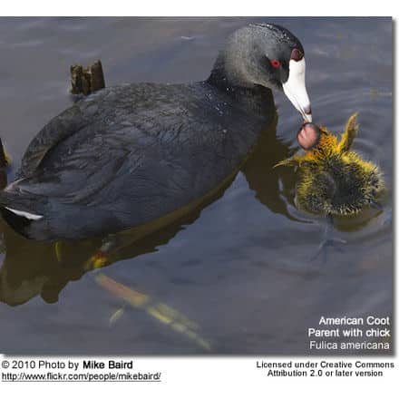 American Coot (Fulica americana)