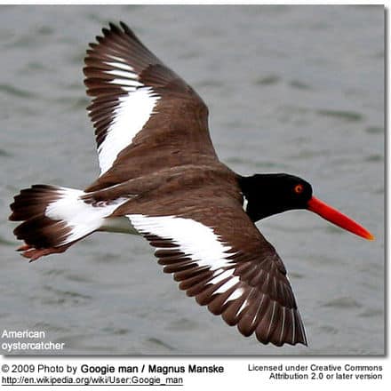 American Oystercatcher in mid-flight