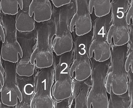 SEM scan of the central part of the radula of Amphidromus roseolabiatus.