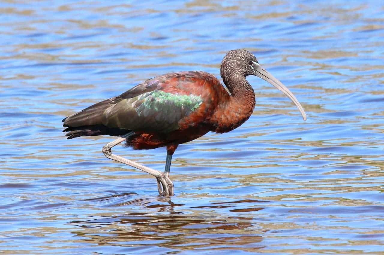 Bare-faced Ibises in the middle of water with bare feet