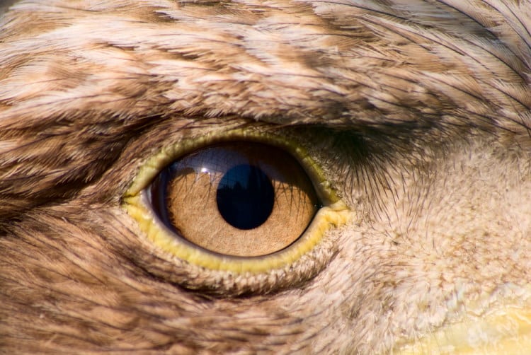 bird eyes eagle photo