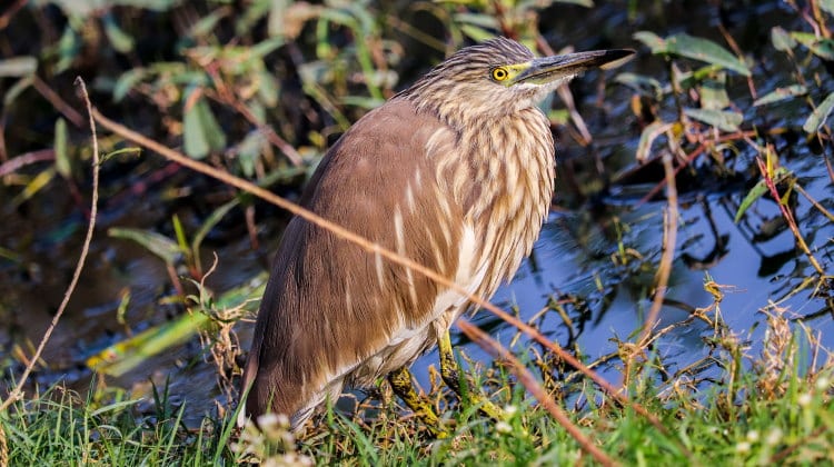 bittern in water