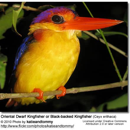 Black-backed Kingfisher