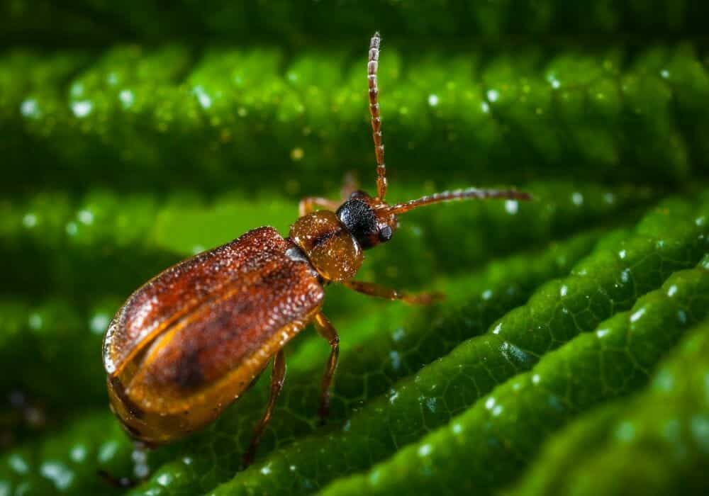 brown bug on a leaf