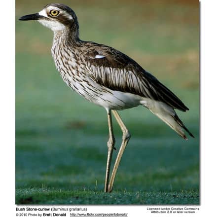 Bush Stone-curlew (Burhinus grallarius)