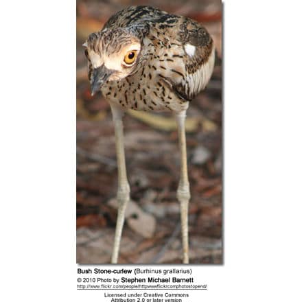 Bush Stone-curlew (Burhinus grallarius, obsolete name Burhinus magnirostris)